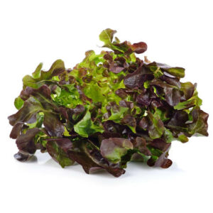 Oak Leaf lettuce isolated on white background