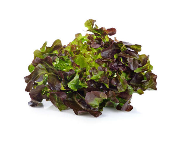 Réservé aux professionnels : Salade - Feuille de chêne rouge bio