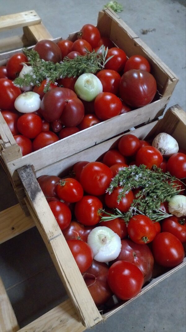 Pack sauce tomates - 5kg