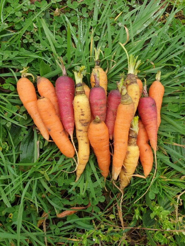 Réservé aux professionnel.les : Mini-carottes multicolores bio (1kg)