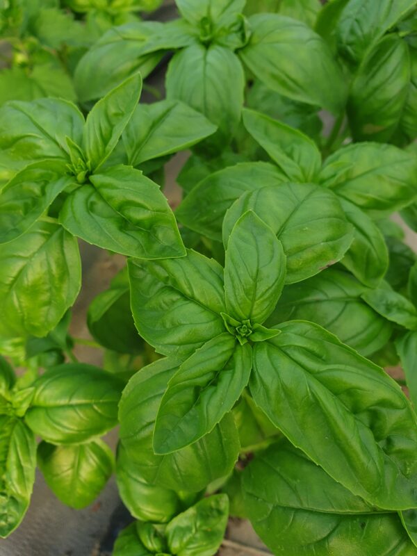 Réservé aux professionnel.les : Botte de basilic vert bio