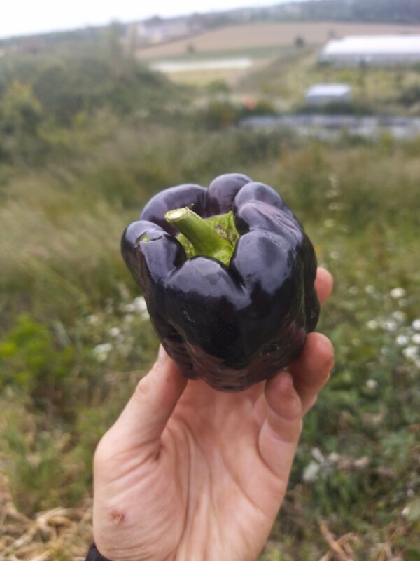 Réservé aux professionnel.les : Poivrons noirs bio (1kg)