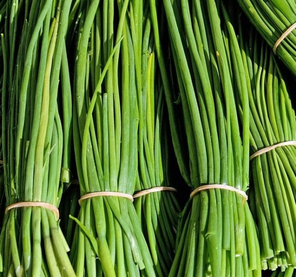 Réservé aux professionnel.les : Botte de ciboulette bio