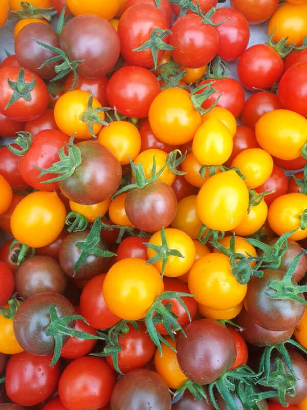 Réservé aux professionnel.les : Tomates cocktail bio (1kg)