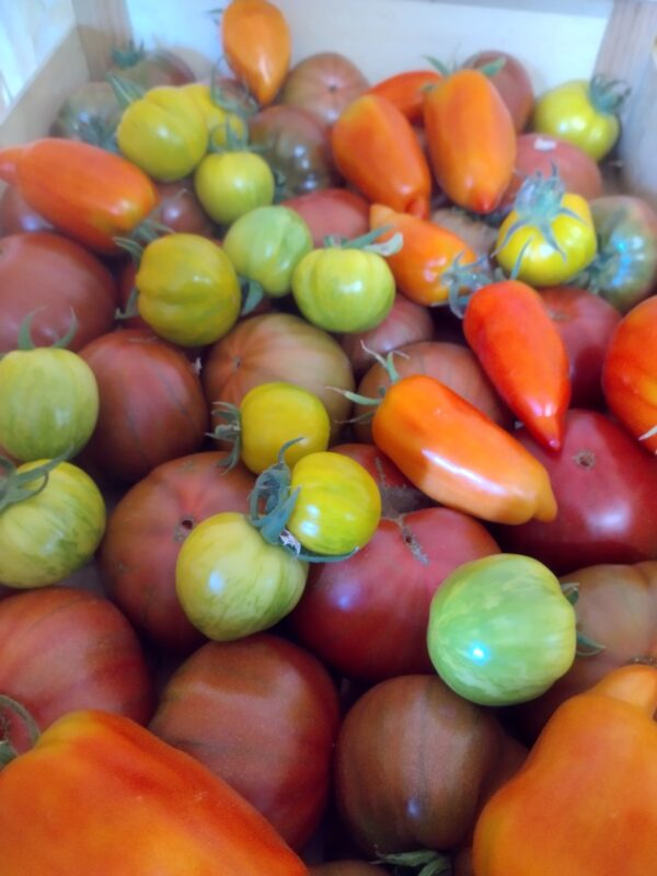 Réservé aux professionnel.les : Tomates anciennes bio (1kg)