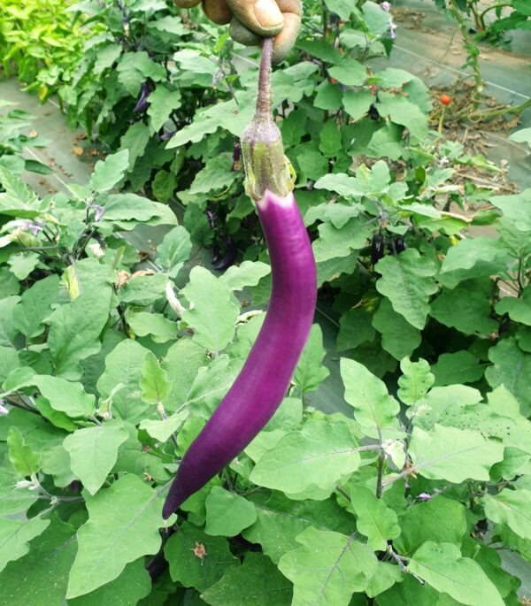 Réservé aux professionnel.les : Aubergines Japanese pickling bio (1kg)