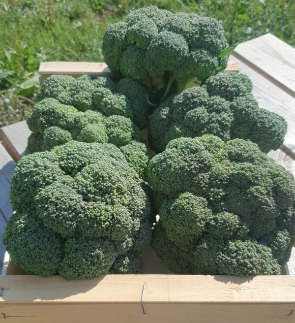 Réservé aux professionnel.les : Tête de brocoli bio (1kg)