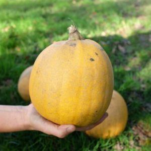 Réservé aux professionnel.les : Courge melonette bio (1kg)