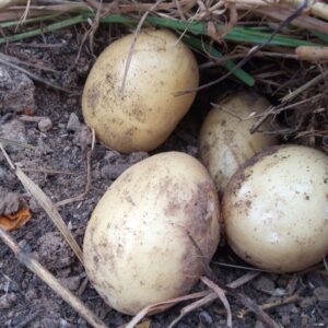 Réservé aux professionnel.les : Pommes de terre primeur bio – calibre moyen/gros (1kg)