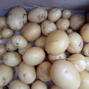Réservé aux professionnel.les : Pommes de terre primeur bio – calibre grenaille (500g)