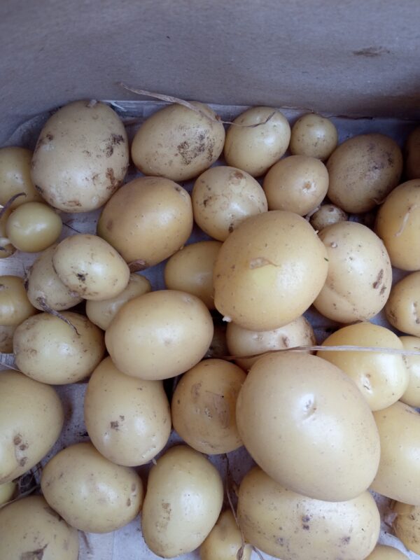 Réservé aux professionnel.les : Pommes de terre primeur bio - calibre grenaille (500g)