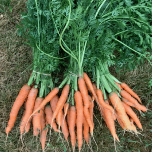 https://fermebenaise.fr/wp-content/uploads/2025/04/carotte_botte-300x300.png