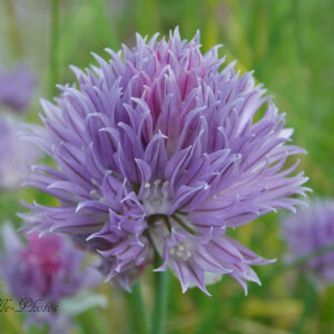 https://fermebenaise.fr/wp-content/uploads/2025/04/fleur-de-ciboulette-300x300.jpg