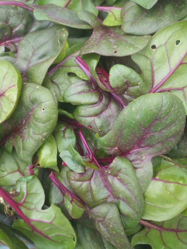 Réservé aux professionnel.les : Epinards 'Red' bio (500g)