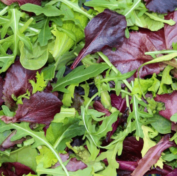 Réservé aux professionnel.les : Mesclun 'Dragon mix' bio (250g)