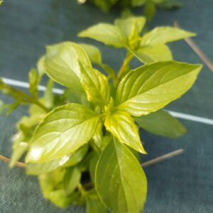 Réservé aux professionnel.les : Botte de basilic citron bio