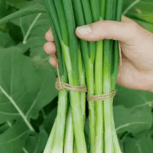 Réservé aux professionnel.les : Botte de ciboule de Chine bio