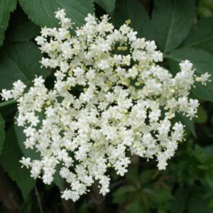 Réservé aux professionnel.les : Fleur de sureau (pièce)
