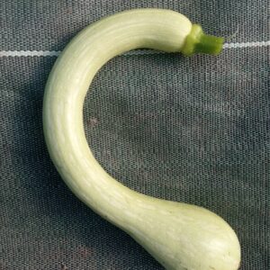 Réservé aux professionnel.les : Trompettes d’Albenga bio (1kg)