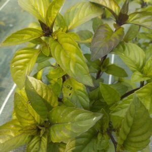 Réservé aux professionnel.les : Botte de basilic canelle bio