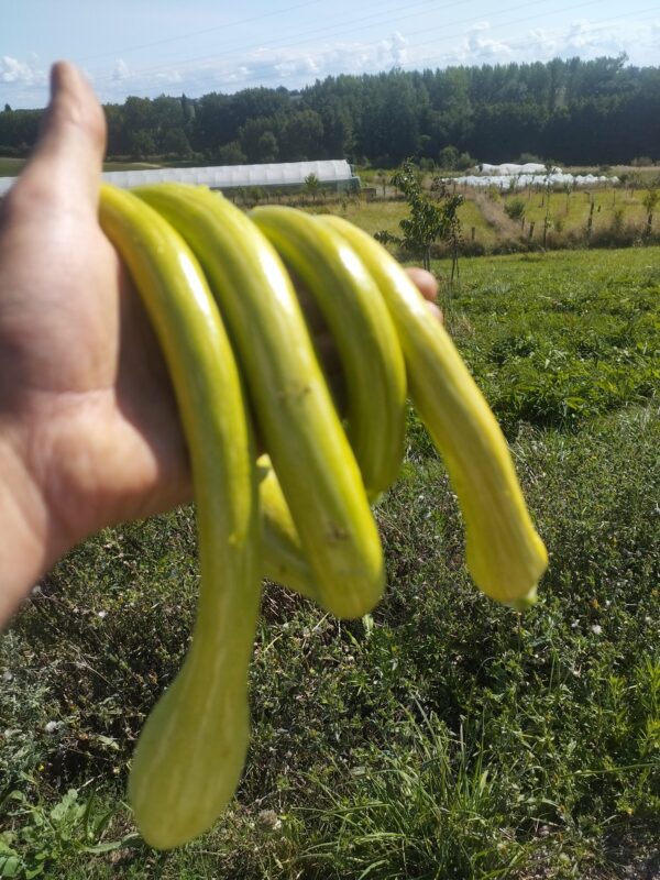 Réservé aux professionnel.les : Trompettes d'Albenga bio (1kg)