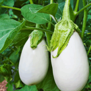 Réservé aux professionnels : Aubergines blanches bio (1kg)
