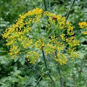 Réservé aux professionnel.les : Fleur d’aneth bio