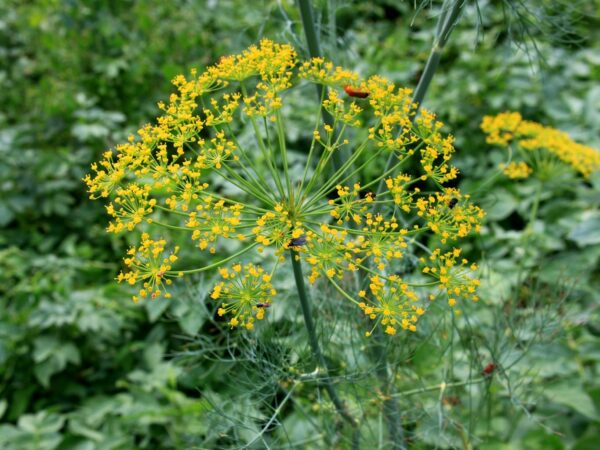 Réservé aux professionnel.les : Fleur d'aneth bio