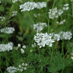Réservé aux professionnel.les : Botte de fleurs de coriandre bio