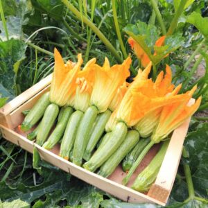 Réservé aux professionnel.les : Fleurs de courgettes bio (par 5)