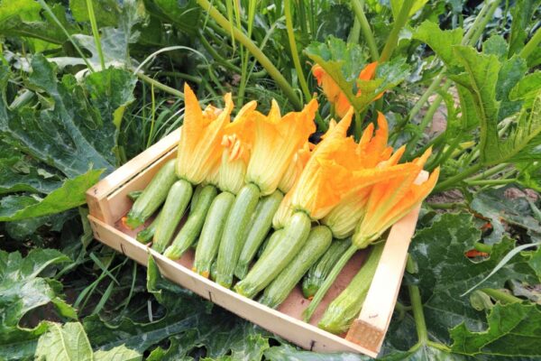 Réservé aux professionnel.les : Fleurs de courgettes bio (par 5)