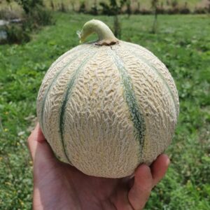 Melon charentais BIO (1kg)