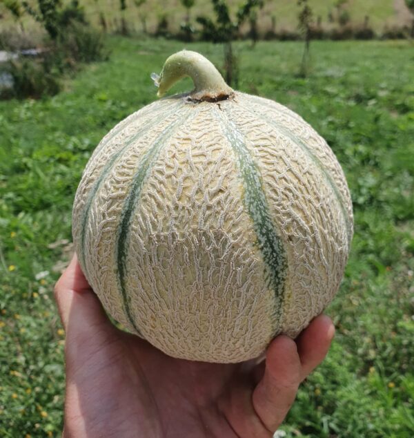 Melon charentais BIO (1kg)