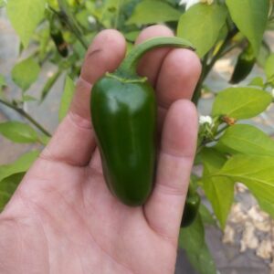 Réservé aux professionnel.les : Piment jalapenos bio (pièce)