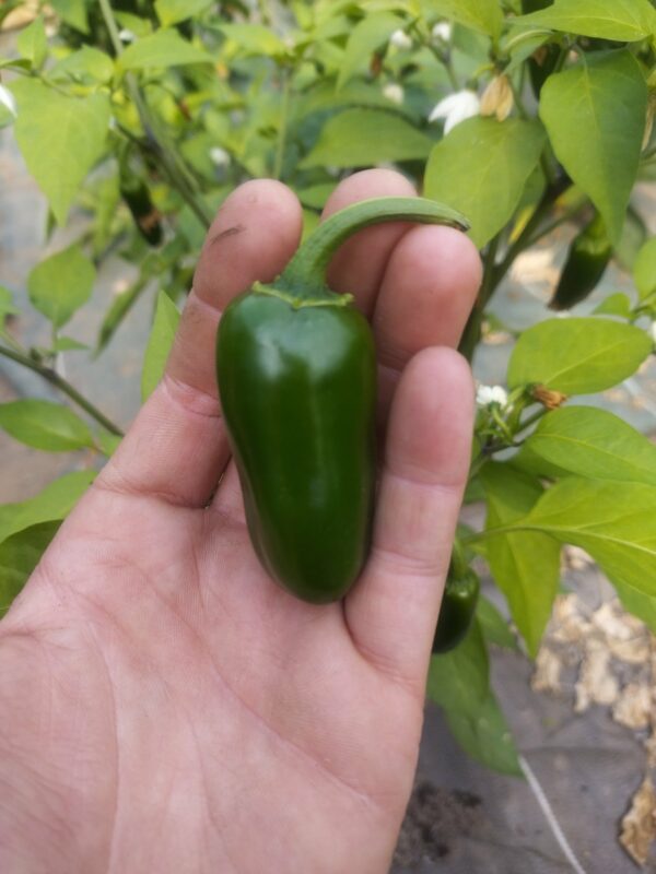 Réservé aux professionnel.les : Piment jalapenos bio (pièce)