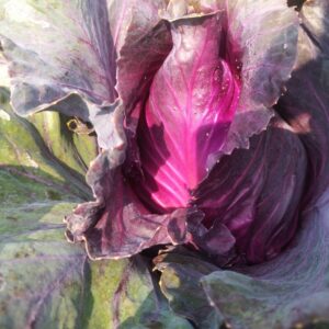 Réservé aux professionnel.les : Chou pointu violet bio (2 kg)