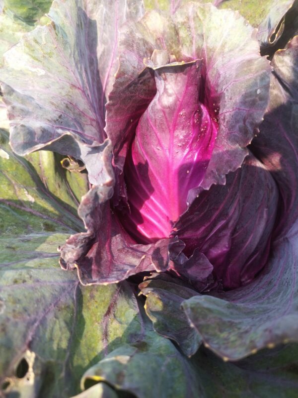 Réservé aux professionnel.les : Chou pointu violet bio (2 kg)