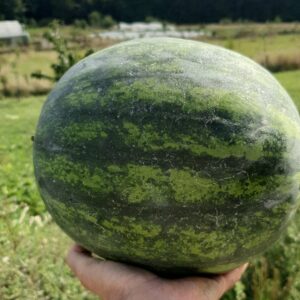 Pastèque BIO (1kg)