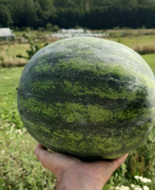 Pastèque BIO (1kg)