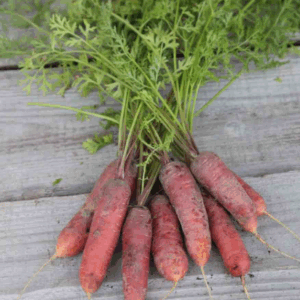 Réservé aux professionnel.les : Botte de carottes rouge-sang bio (pièce)