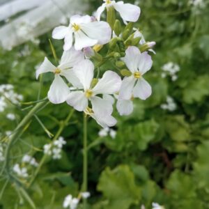 Réservé aux professionnel.les : Botte de fleurs de radis bio