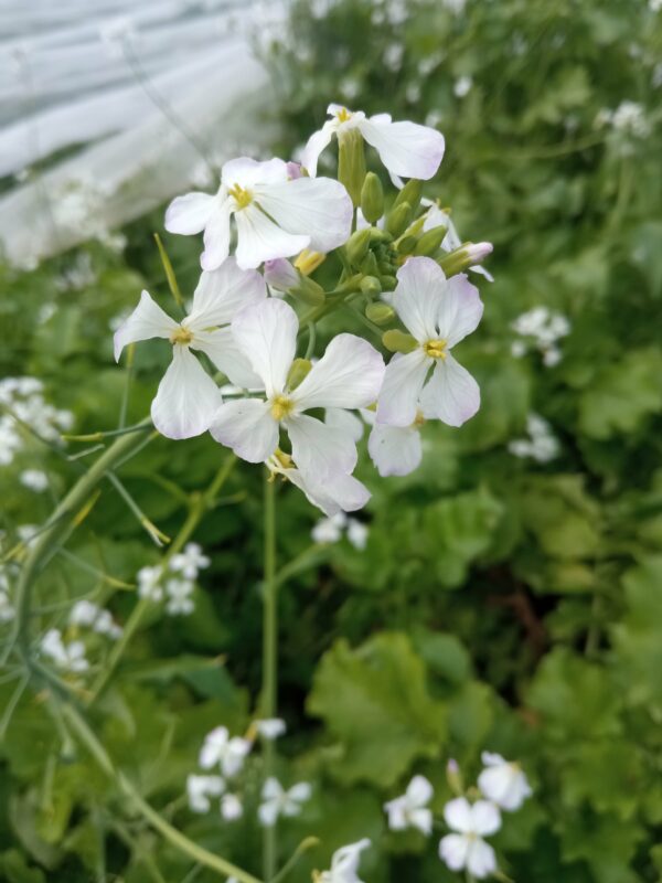 Réservé aux professionnel.les : Botte de fleurs de radis bio