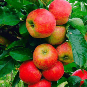 https://fermebenaise.fr/wp-content/uploads/2025/09/pommes_pirouette-300x300.png