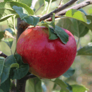 Réservé aux professionnel.les : Pommes Santana bio vrac (1kg)