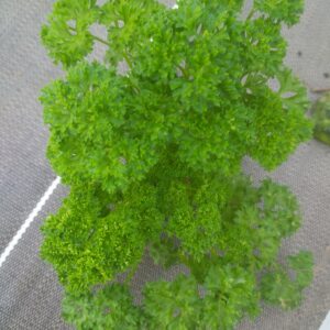 Réservé aux professionnel.les : Botte de persil frisé bio