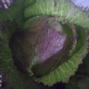 Réservé aux professionnel.les : Chou pontoise bio au kg