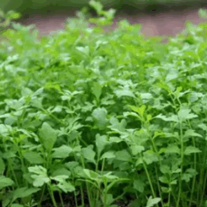 Réservé aux professionnel.les : Botte de cresson alénois bio