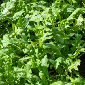 Réservé aux professionnel.les : Botte de roquette sauvage bio
