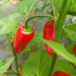 Réservé aux professionnel.les : Piments végétariens bio (250g)