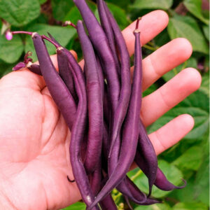 https://fermebenaise.fr/wp-content/uploads/2026/08/haricot-a-rames-mangetout-cosse-violette-300x300.jpg